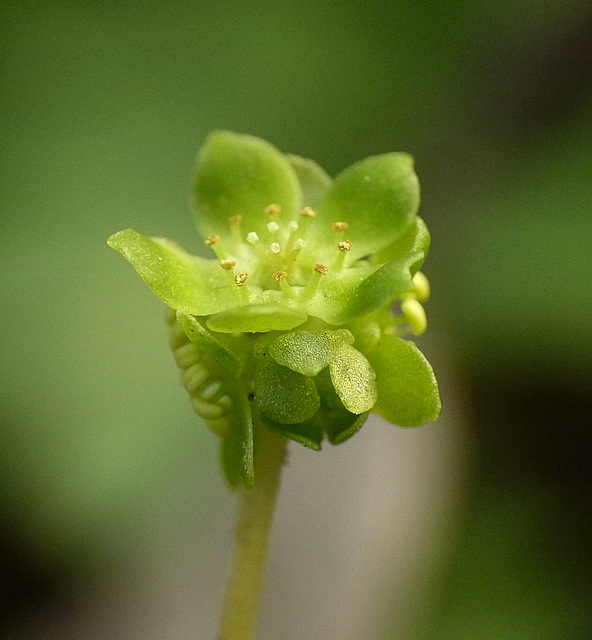 Moschatel