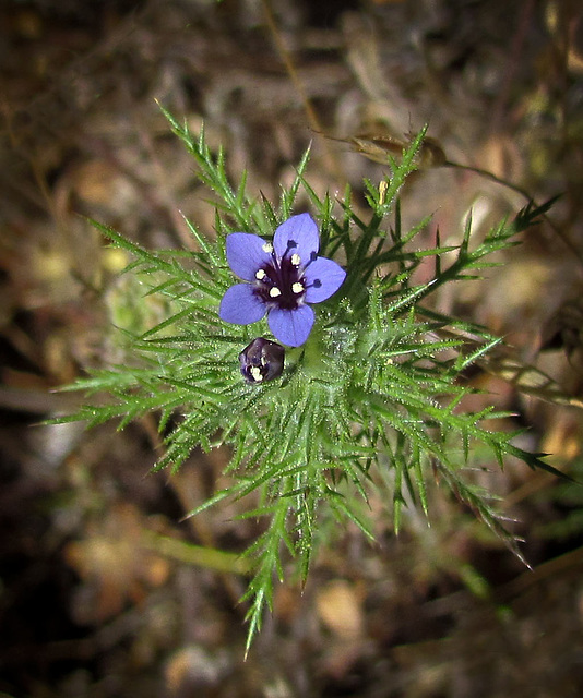 Tiny Blue Flower and Bud