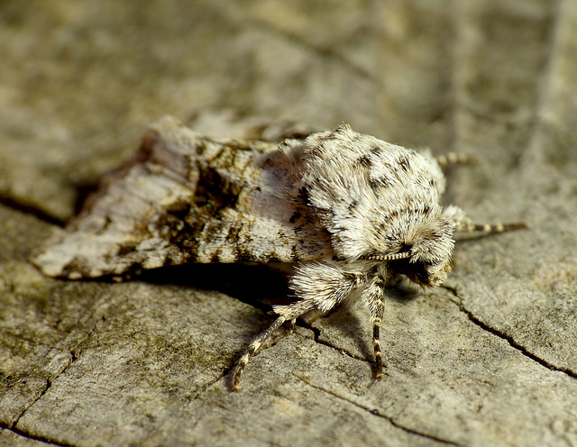 Broad-barred White