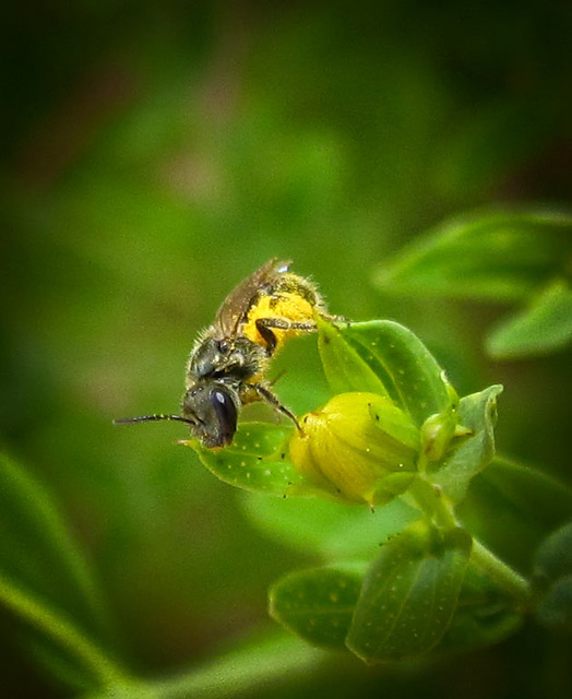 Bitty Little Bee