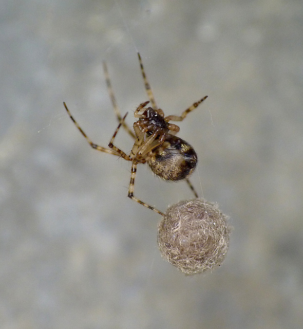 Patio Life: Spider with Eggs