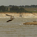 Young Gull Playing