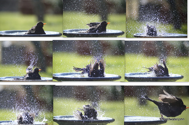 It's called a bird bath, because birds bathe in it!