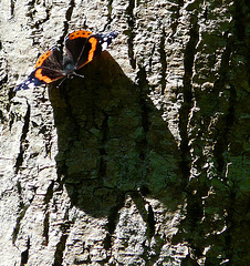 Red Admiral & Shadow