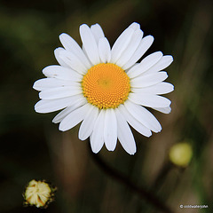 Daisy