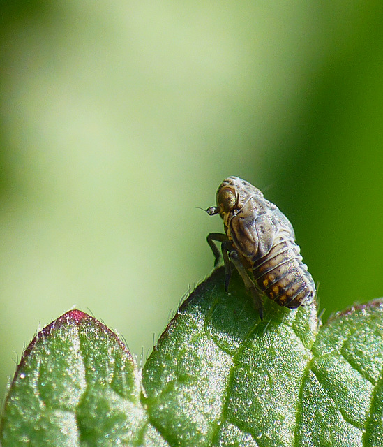 Delphacid nymph