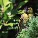 Siskin on a Vitamin D Recharge