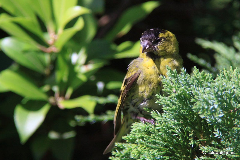 Siskin on a Vitamin D Recharge