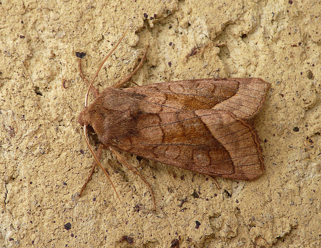 Rosy Rustic