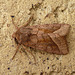 Rosy Rustic