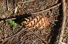 Cône de Douglas -  Pseudotsuga menziesii = douglasii