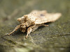 Pale Pinion Face