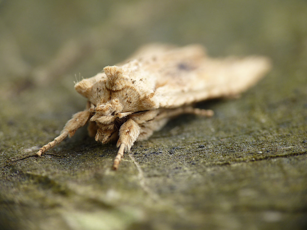 Pale Pinion Face
