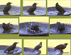 Starling - bathtime 5789784328 o