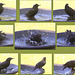 Starling - bathtime 5789784328 o