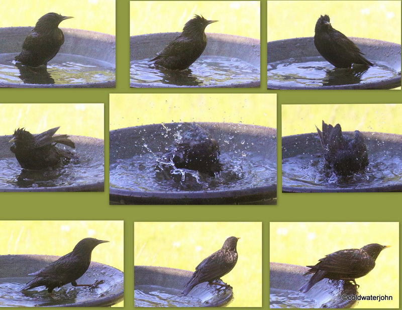 Starling - bathtime 5789784328 o