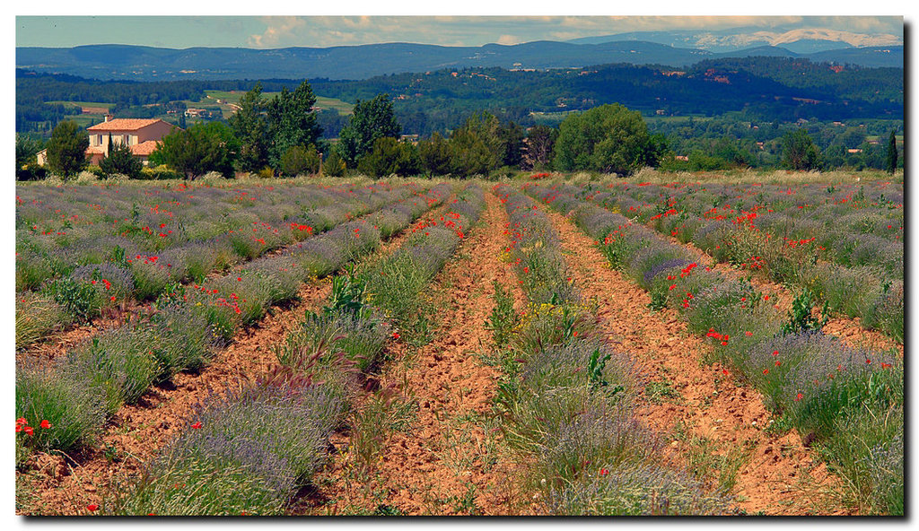 Lavendel | Mohn