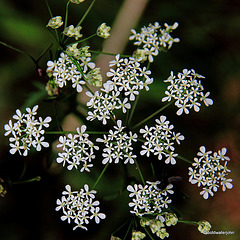 Mystery plant - Cow parsley?