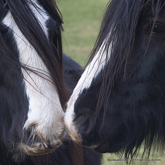 Irish Gypsy Cobs