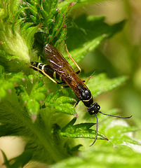 Sawfly Oviposting