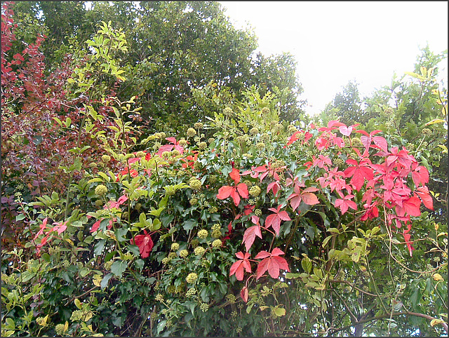 autumn hedge