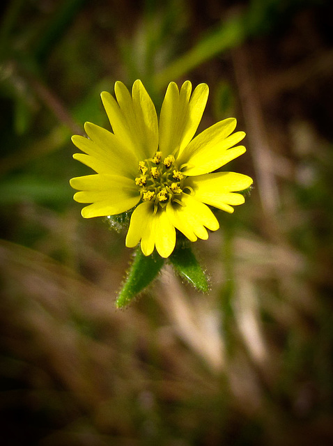 Tiny Yellow Blossom