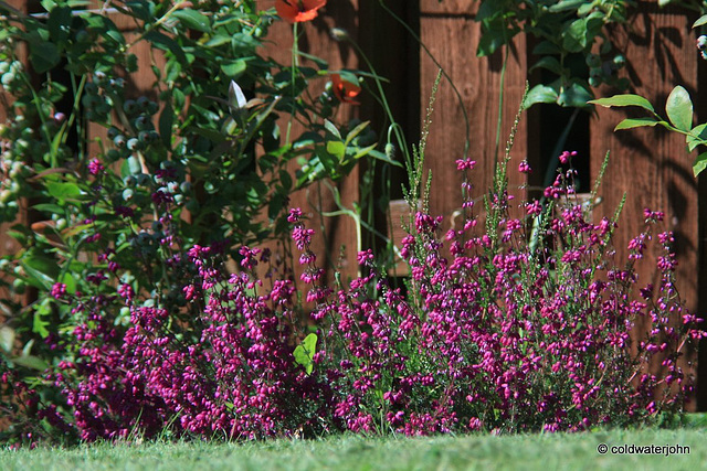 Heather in bloom, Blueberries and sunshine!