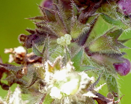 Woundwort Sheildbug Eggs