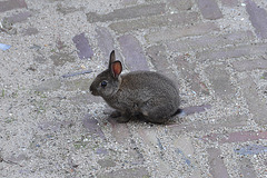 New wildlife around the office: little rabbit