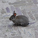 New wildlife around the office: little rabbit