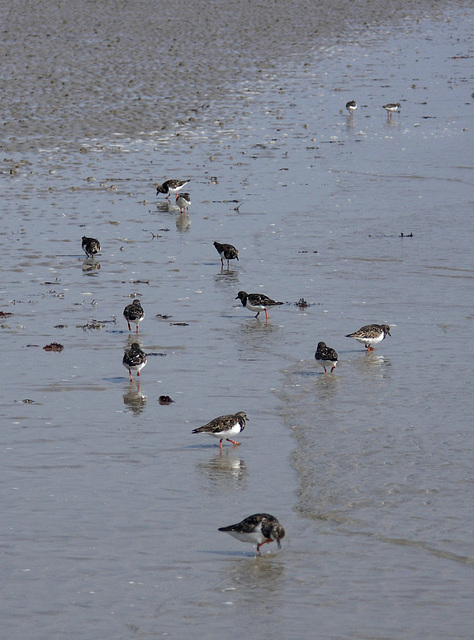 Turnstones