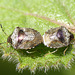 Woundwort Shieldbugs Mating Pair