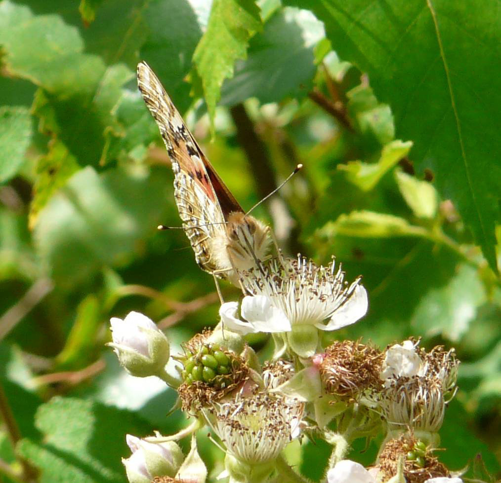 Painted Lady Face