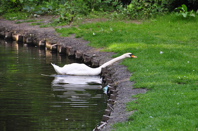 Swan acrobatics