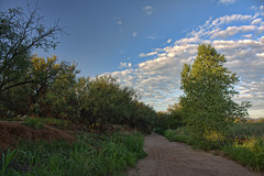 Javelina Trail