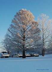 Frosted Morning Sun