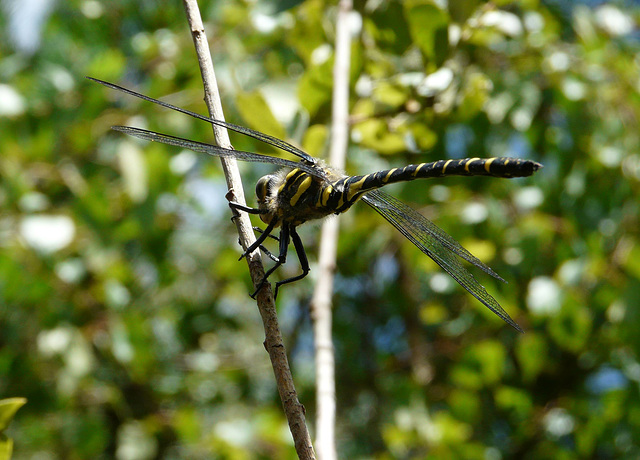 Gold-ringed Dragonfly Male 8