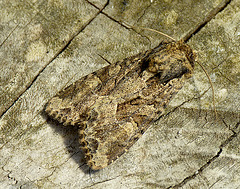 Dusky Brocade