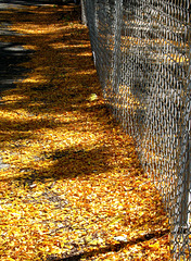 Fence & Locust Leaves