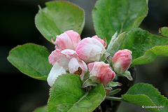 Flowering fruit blossoms today 7138846645 o