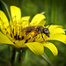 Pollen-Covered Tiny Bee