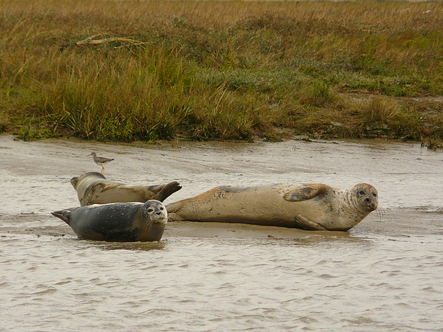 Common Seals