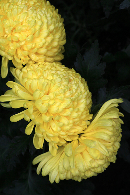 Chrysanthemums