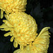 Chrysanthemums