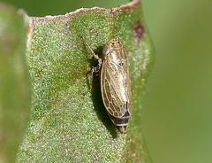 Little Bug -Example 1c