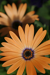 Cape Daisies