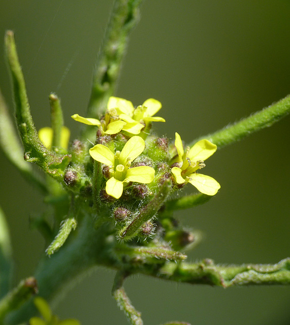 Unknown Wildflower