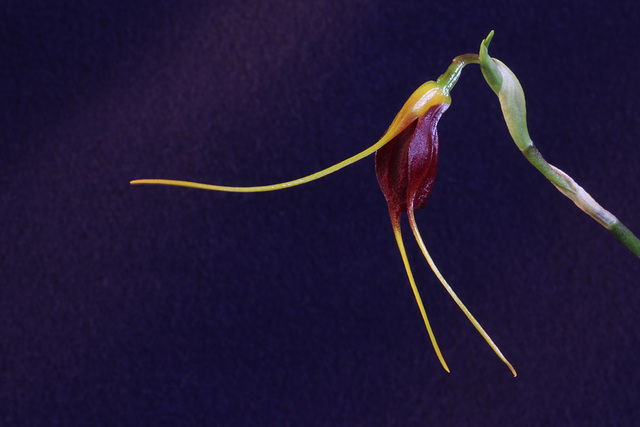 Masdevallia sijmiana