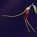 Masdevallia sijmiana
