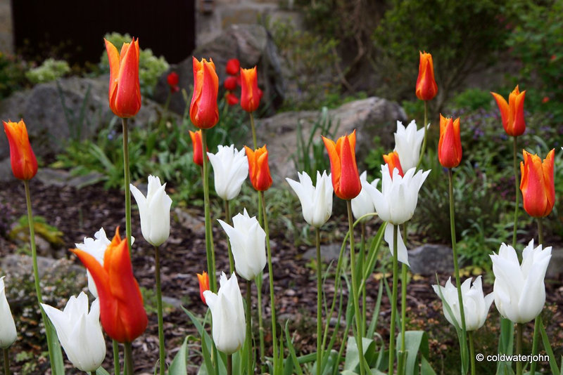 May Tulips